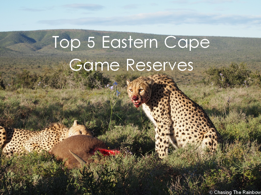 Top 5 Eastern Cape Game Reserves