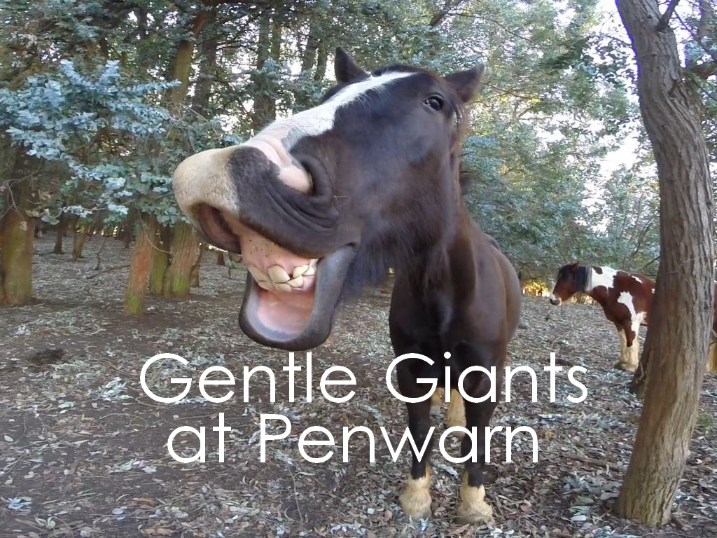 Gentle Giants at Penwarn Lodge