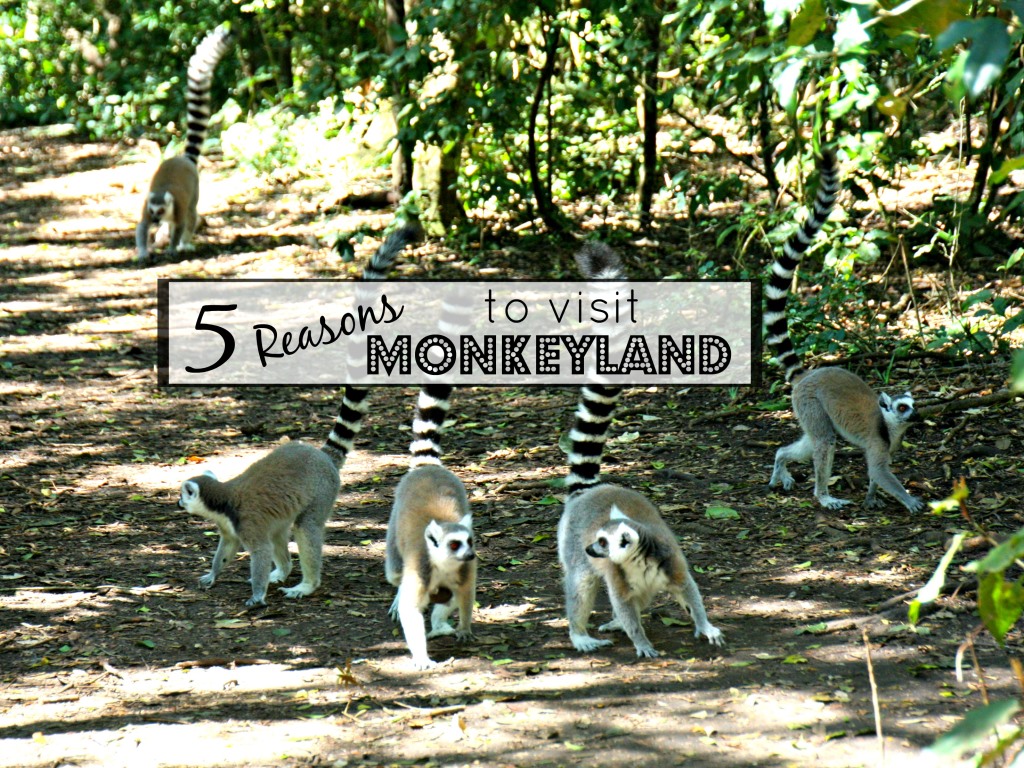 5 Responsible Reasons to Visit Monkeyland, Birds of Eden and Jukani