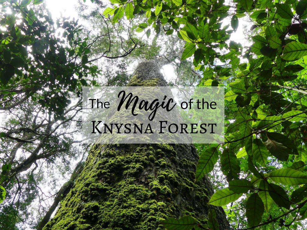 The Magic of the Knysna Forest – Camping at Diepwalle