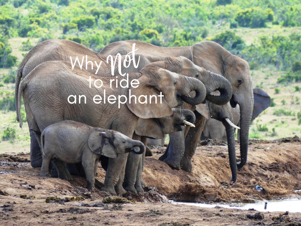 Why Not to Ride an Elephant – A Child Explains
